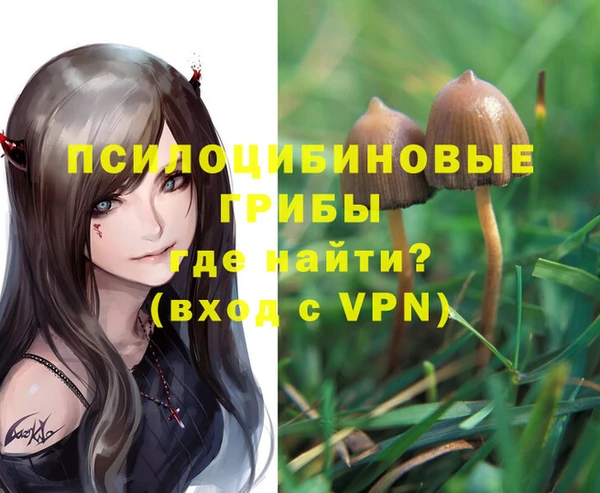 прущие грибы Абинск